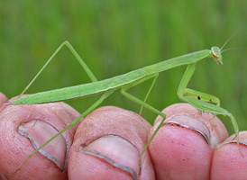 Chinese Mantis